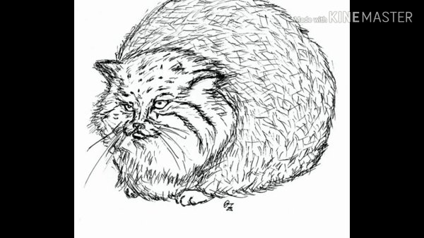 Кот Манул раскраска