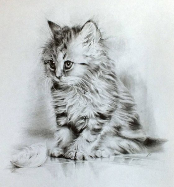 Котенок карандашом