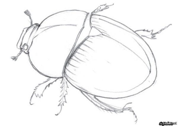 Жук навозн к нарисовать