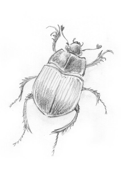 Насекомые карандашом