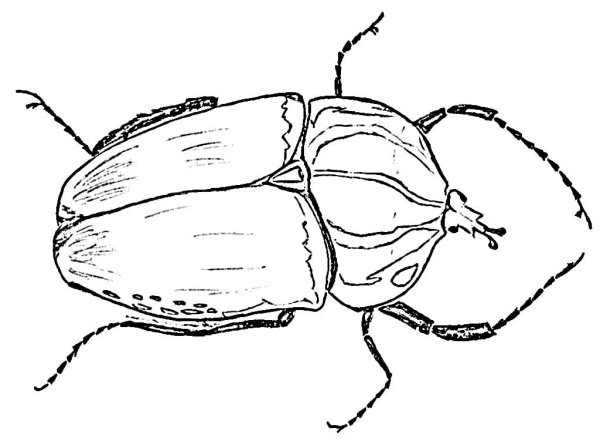 Жук золотистая бронзовка