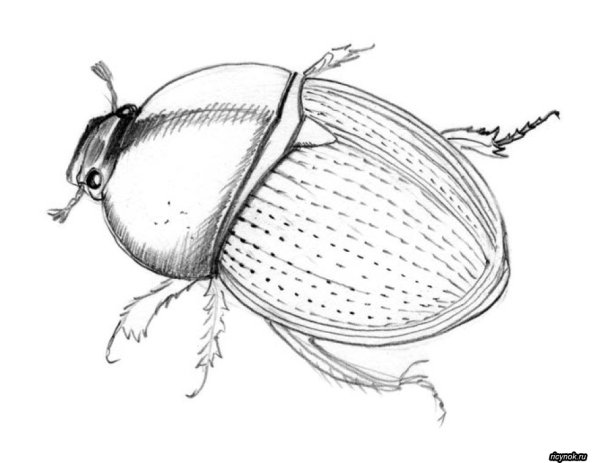 Жук карандашом