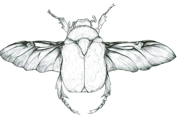 Жук бронзовка раскраска
