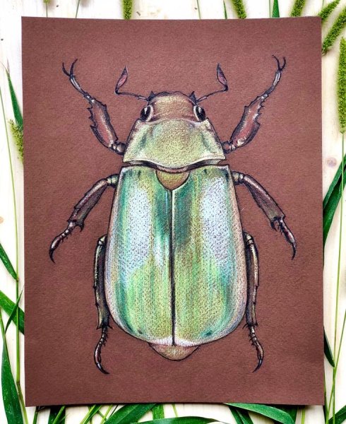 Жук карандашом