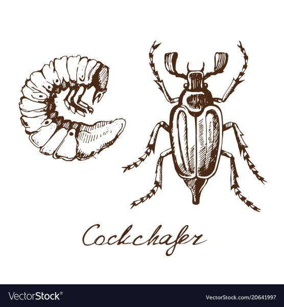 Майский Жук набросок