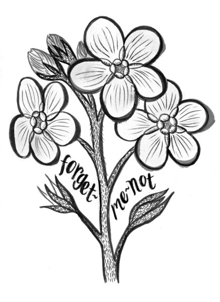 Незабудка карандашом