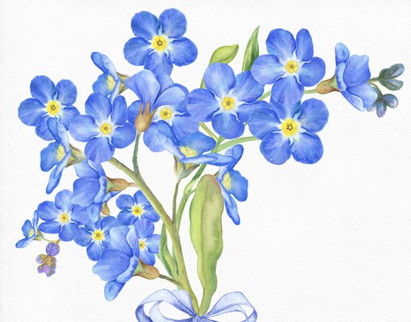 Незабудка карандашом