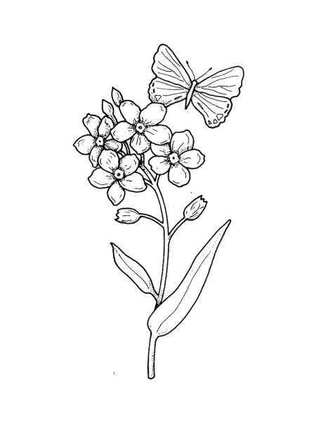 Незабудка Графика