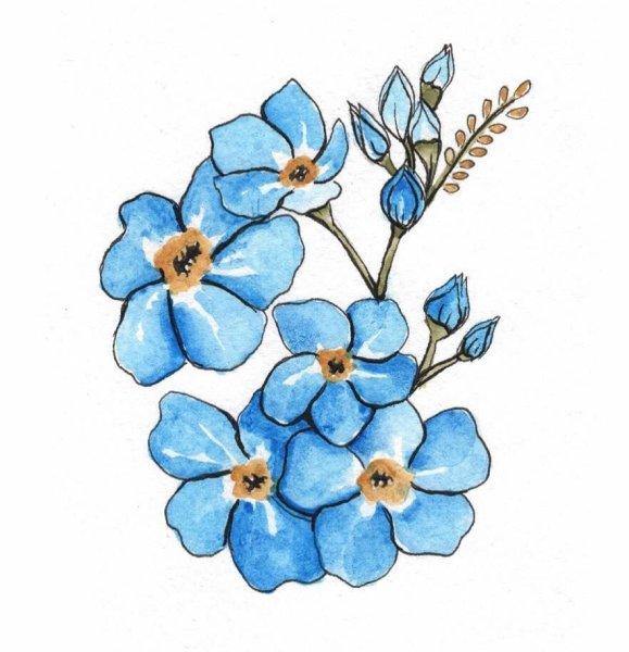 Рисование незабудки