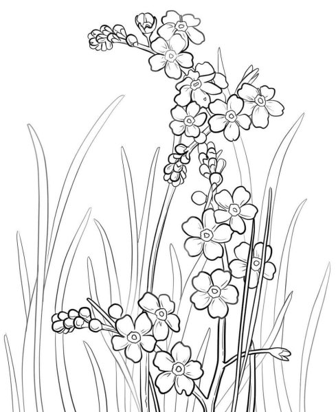 Незабудка цветок раскраска