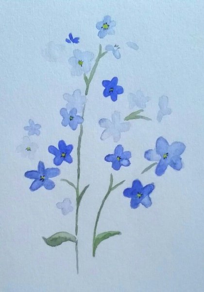 Незабудка раскраска для детей