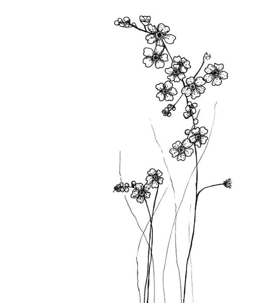 Рисование незабудки