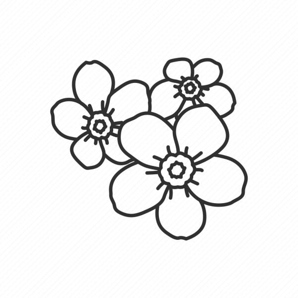 Поэтапное рисование цветка незабудки