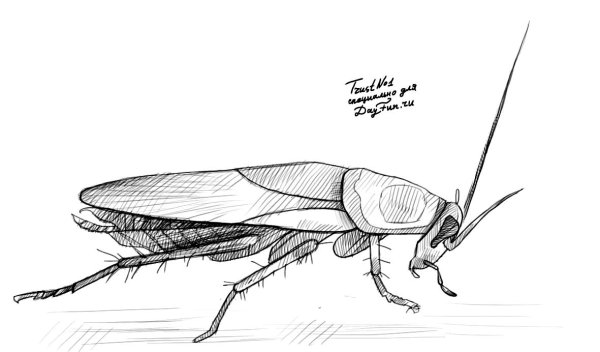 Насекомые рисунок карандашом