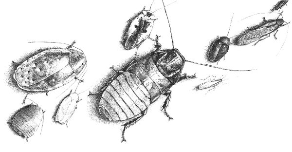 Черный таракан раскраска