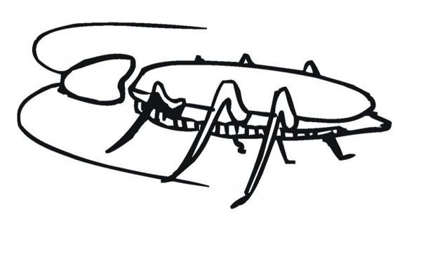 Таракан черно белый