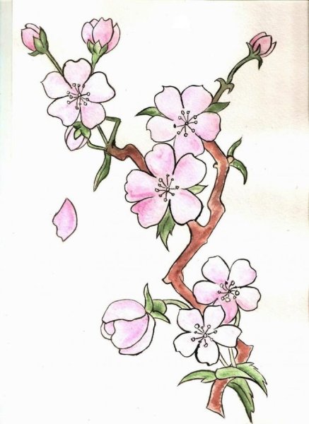 Ветка Сакуры для рисования