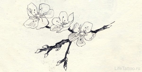Цветы Сакуры карандашом