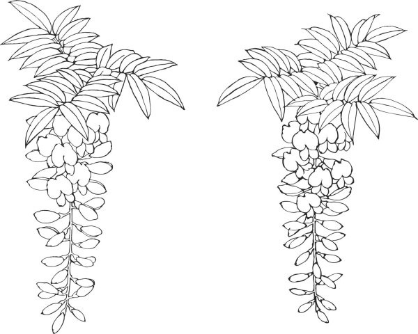 Глициния эскиз