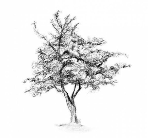 Африканское дерево карандашом