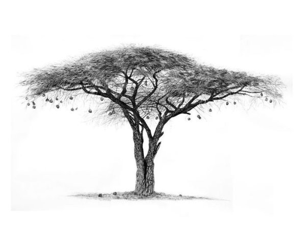 Акация дерево раскраска