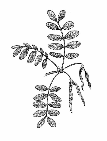 Глициния карандашом