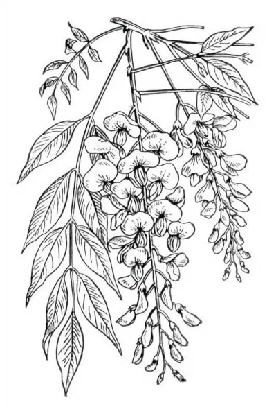 Акация Сенегальская Ботаническая иллюстрация