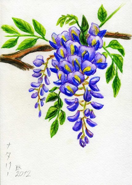 Белая Акация