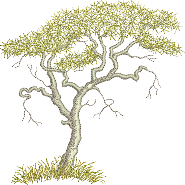 Акация дерево раскраска