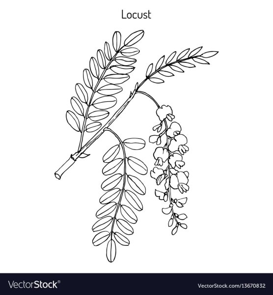 Эвкалипт раскраска