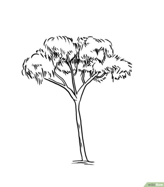 Акация кустарниковая рисунок