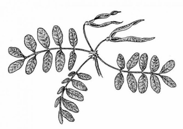 Робиния новомексиканская плоды