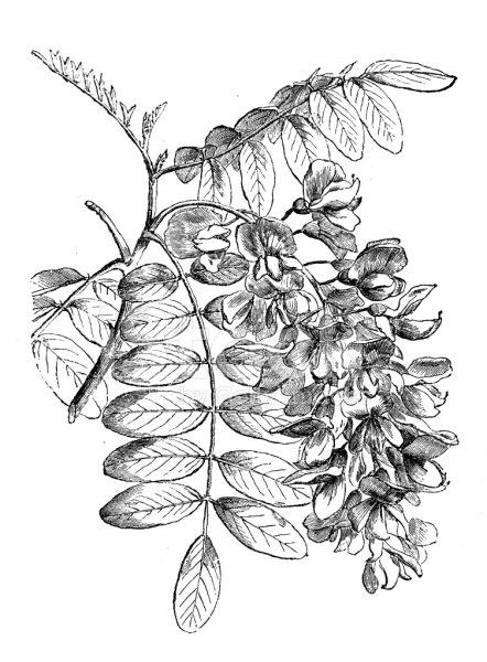 Белая Акация