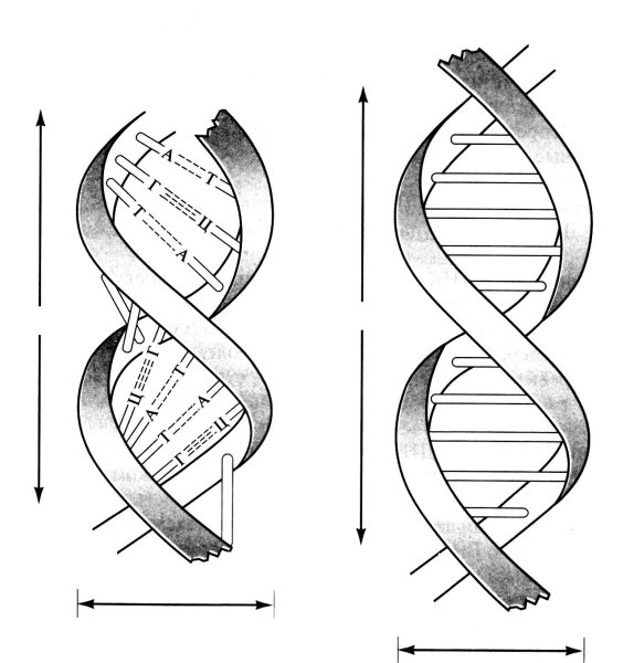 Спираль ДНК рисунок
