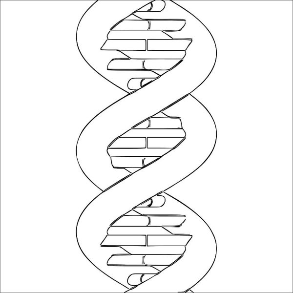 ДНК карандашом