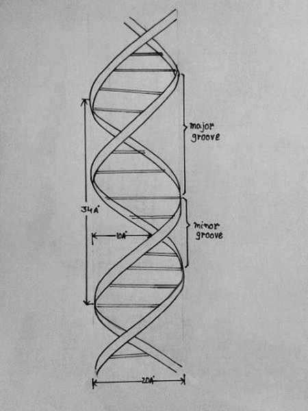 ДНК спираль набросок