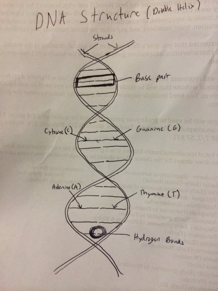 ДНК карандашом