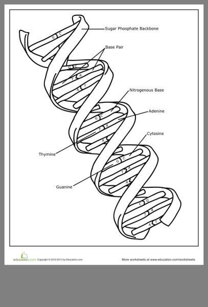 Строение ДНК чёрно белое