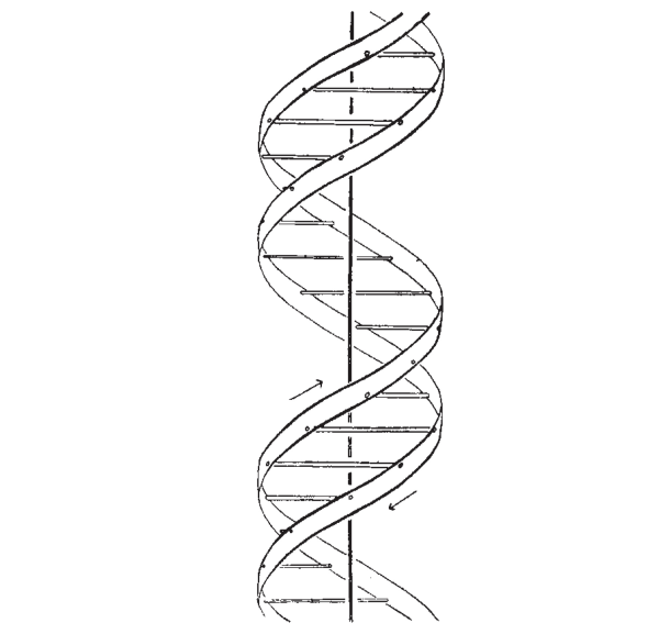 ДНК линейное изображение