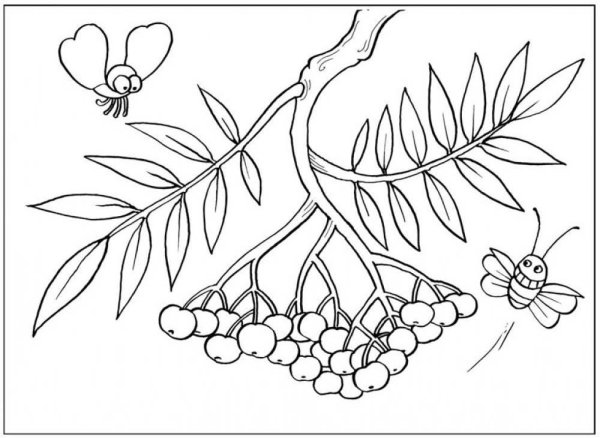 Рябина раскраска для детей