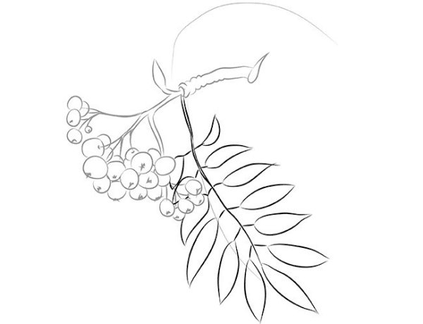 Ветка рябины рисунок
