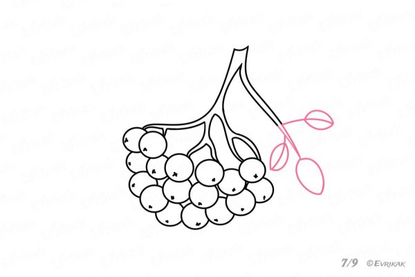 Кисть рябины рисунок