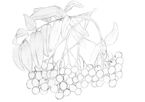 Рябина рисунок карандашом