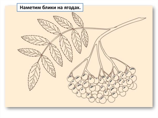 Кисть рябины раскраска