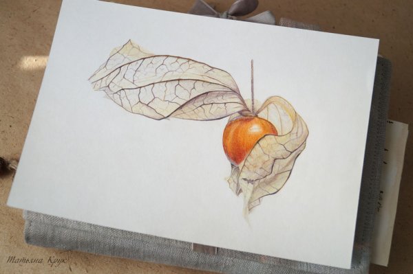 Физалис рисунок