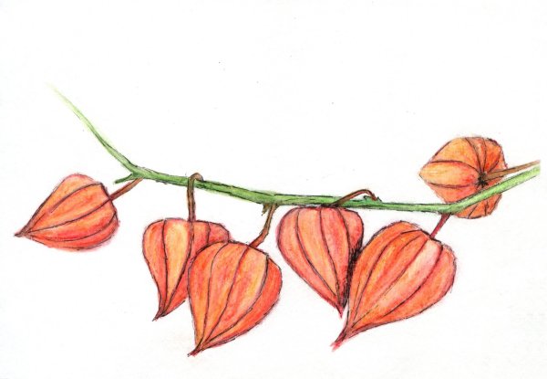 Физалис рисунок