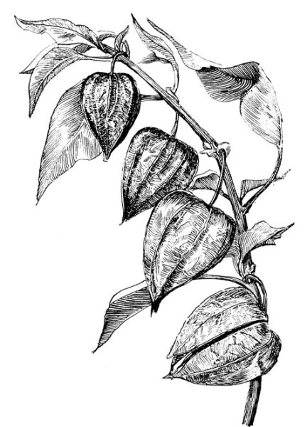 Физалис скелетированный