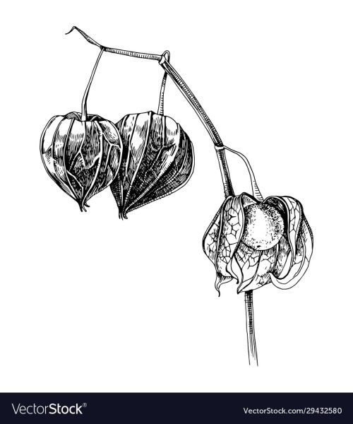 Физалис Графика