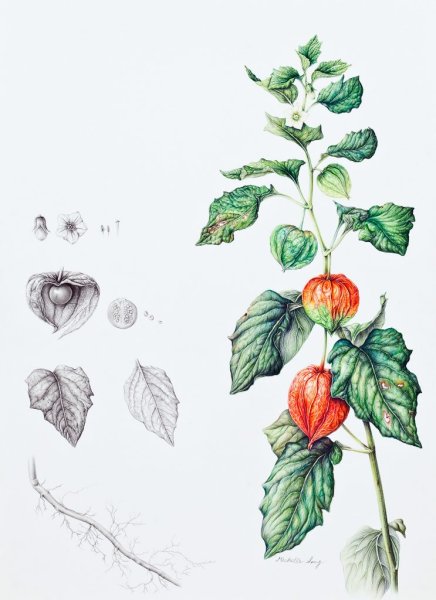 Физалис ботаничекийатлас