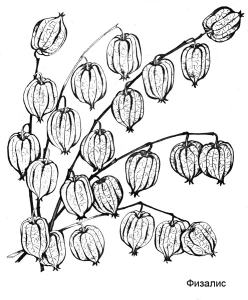 Физалис цветок